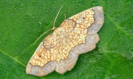 A dark bordered beauty moth