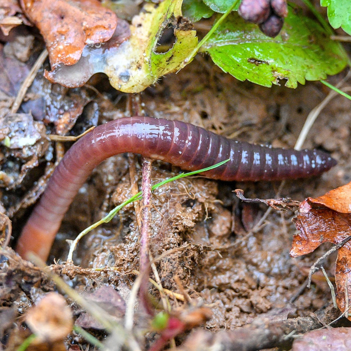 The Aliens To Watch How The Humble Earthworm Is Altering The Arctic Invasive Species The Guardian