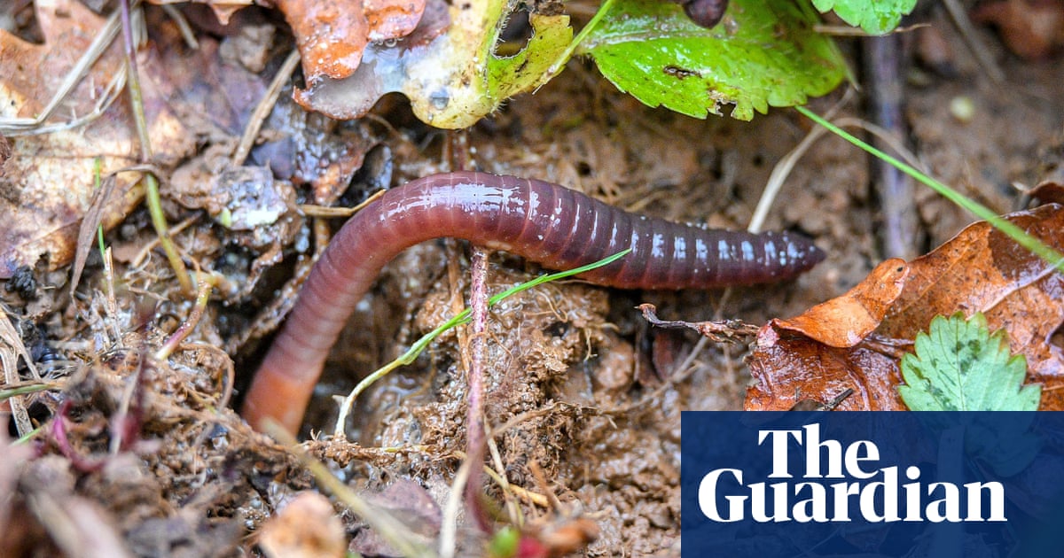 Worms fail to thrive in soil containing microplastics – study | Environment | The Guardian