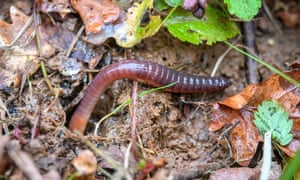 An earthworm emerges from the ground