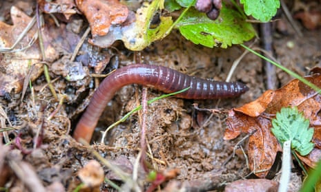 Earthworms could have the same effect on Arctic plant productivity as a 3C rise in temperature, say researchers.