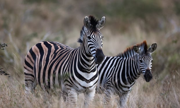 Zebras are seen at the iconic Kruger National Park, in Mpumalanga Province, Skukuza, South Africa, June 21, 2023. REUTERS/Siphiwe Sibeko