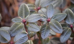 Los rododendros: olvídese de las flores, retirar las hojas 3 Rhododendron ‘Elizabeth Lockhart’