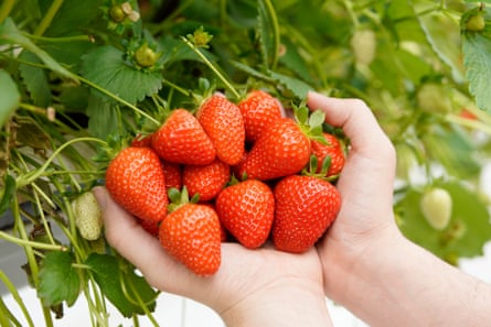Strawberries.