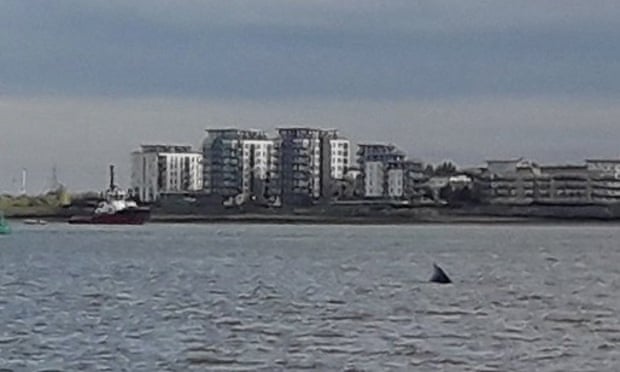 A humpback whale that has been spotted in the Thames in an extremely rare London sighting.