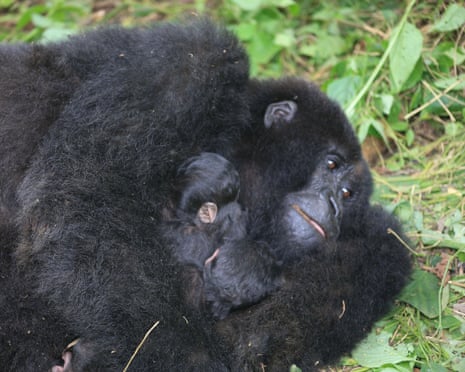 Rare Mountain Gorilla Twins Born in Virunga: A Milestone Amid Conservation Challenges