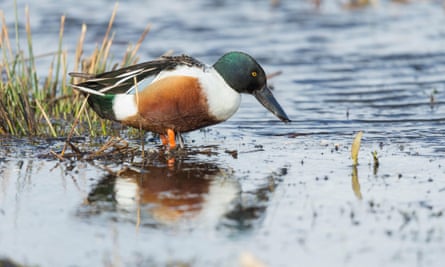 A shoveler Anas clypeata, adult male, standing in shallow water, Greylake RSPB Reserve, Somerset