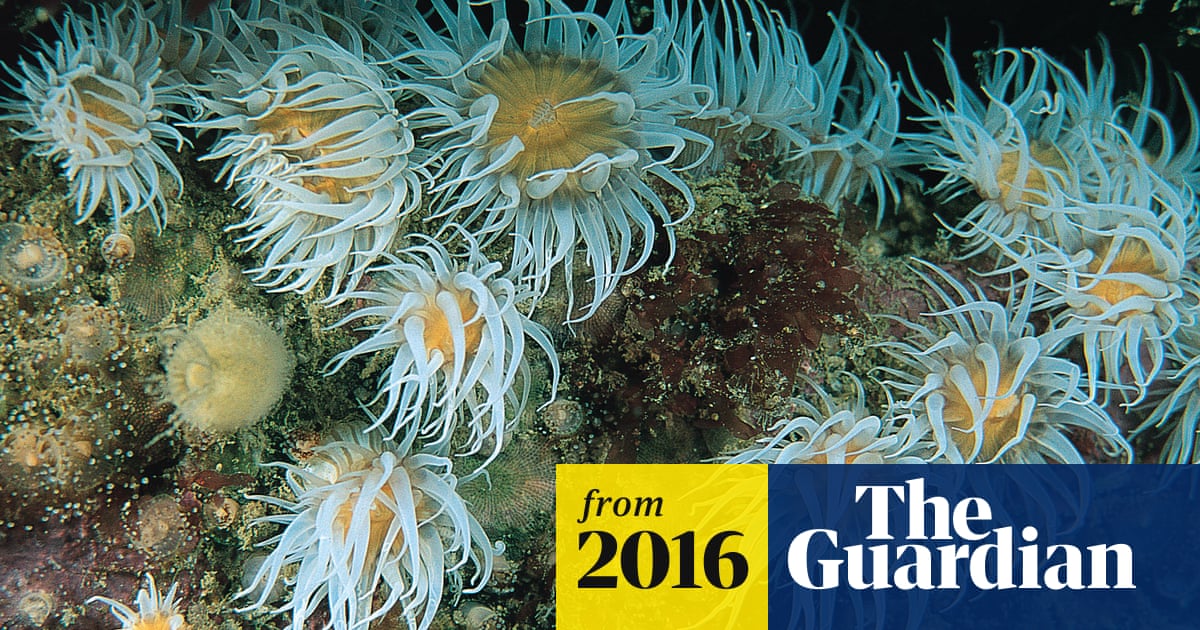 Number of England's marine conservation zones nearly doubles | Marine