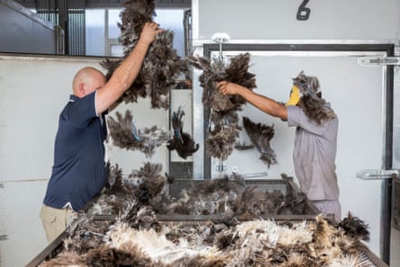 Drying and sterilisation of the feathers in the ovens at 70C in the factory of Klein Karoo International, South Africa