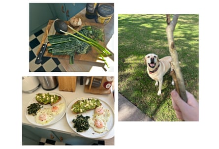 Composite image of plates of eggs, kale and a Labrador dog
