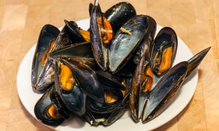 Mussels … under scrutiny by scientists.