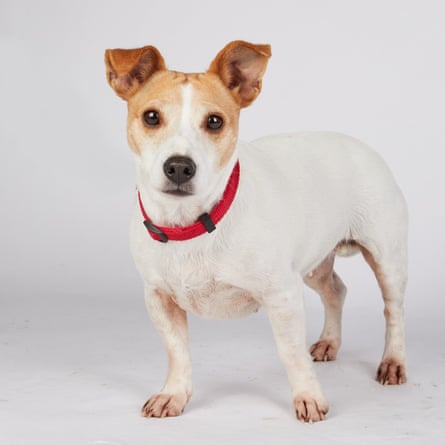 Will shy jack russell Roxy find her forever home? … The Dog House.