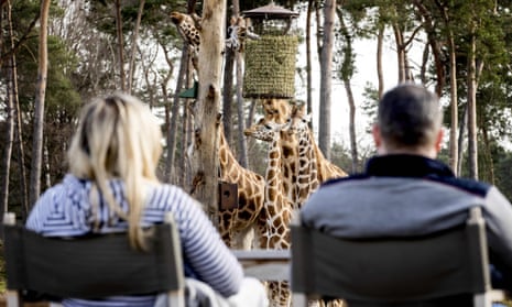 People watch giraffes at a safari park.