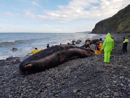 12 Parāoa Whales (Sperm Whales) recently stranded on the South Taranaki coast of Kaupokonui, on a scale not seen on their coast in recent memory.
