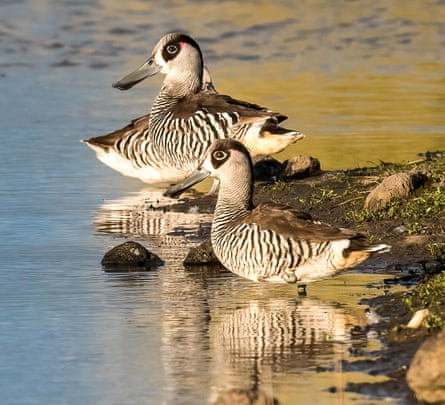 Pink-eared ducks photographed by Carol Moyse.