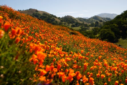 Rows of orange poppies on a hillside