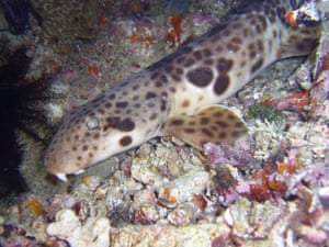 A “walking” shark at risk of extinction. There are nine species of harmless bamboo sharks that swim and “walk” in shallow waters around northern Australia, New Guinea and parts of Indonesia