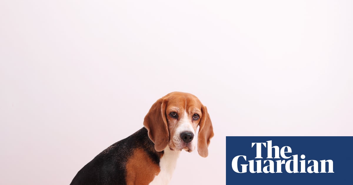 Dogged by an acute appreciation of time | Brief letters