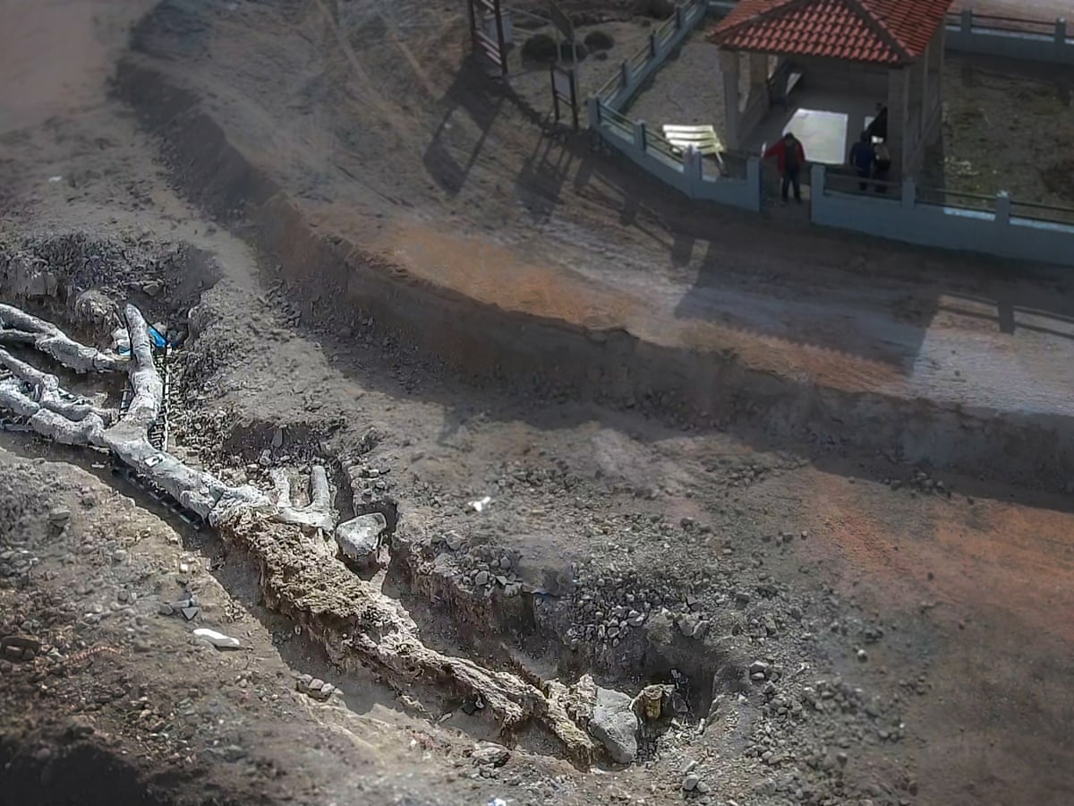 Unique' petrified tree up to 20m years old found intact in Lesbos | Greece | The Guardian