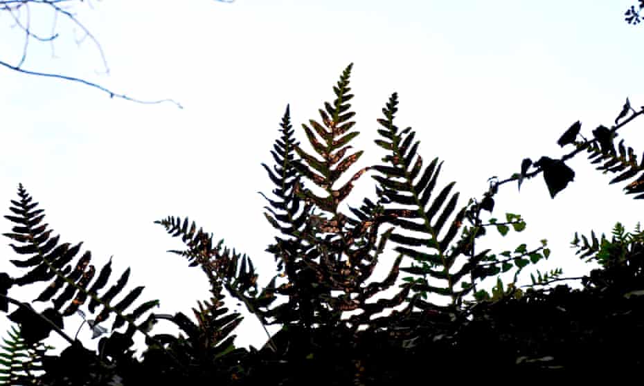 Polypody ferns on a limestone wall