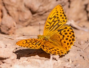 Silver-washed fritillary in woodland near Bath