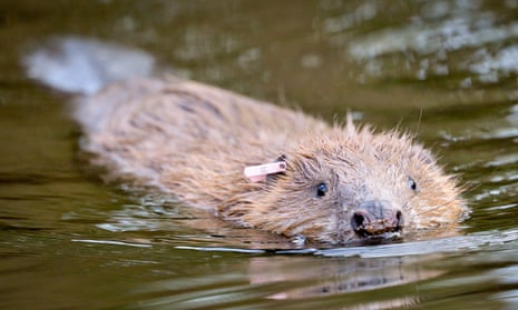 An Eurasian beaver being released in Somerset. This year will see record numbers released in the UK with plans to return them to Dorset, Hampshire and more.