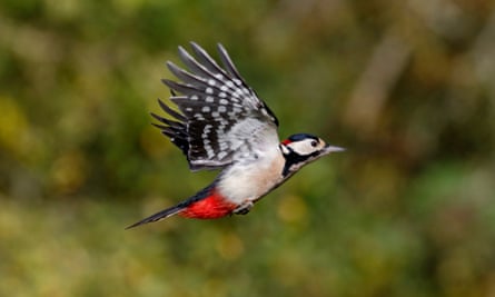 A great spotted woodpecker, wings back, in flight