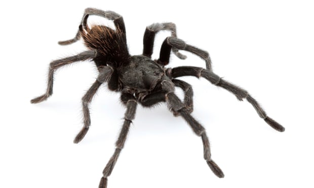 The tarantula named after country music star Johnny Cash