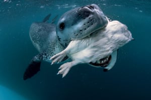 A leopard seal tries to feed the photographer a penguin