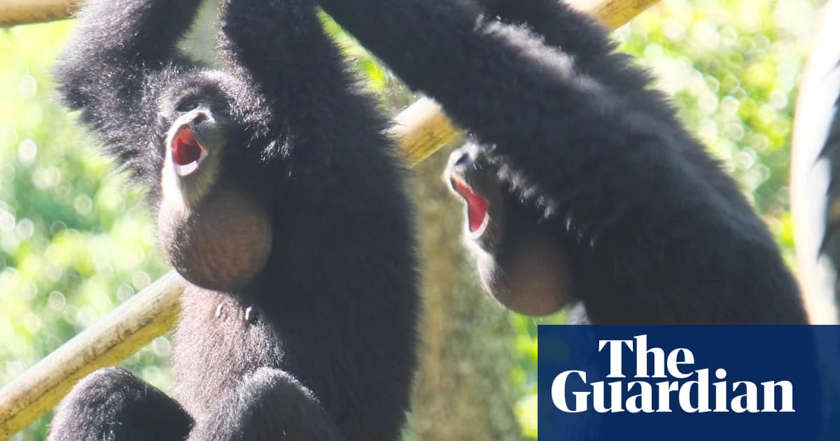 Два гибона Siamang спасени от незаконната търговия с домашни любимци