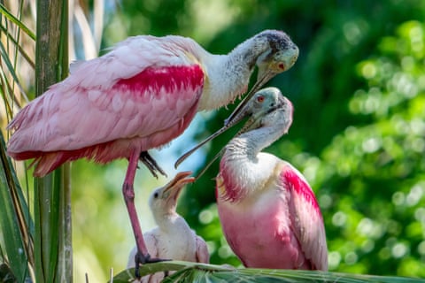 Um filhote de colhereiro-rosado em um ninho com seus pais em uma colônia em St. Augustine, Flórida, EUA.