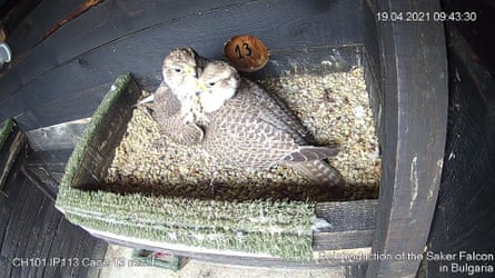 A breeding pair of saker falcons.