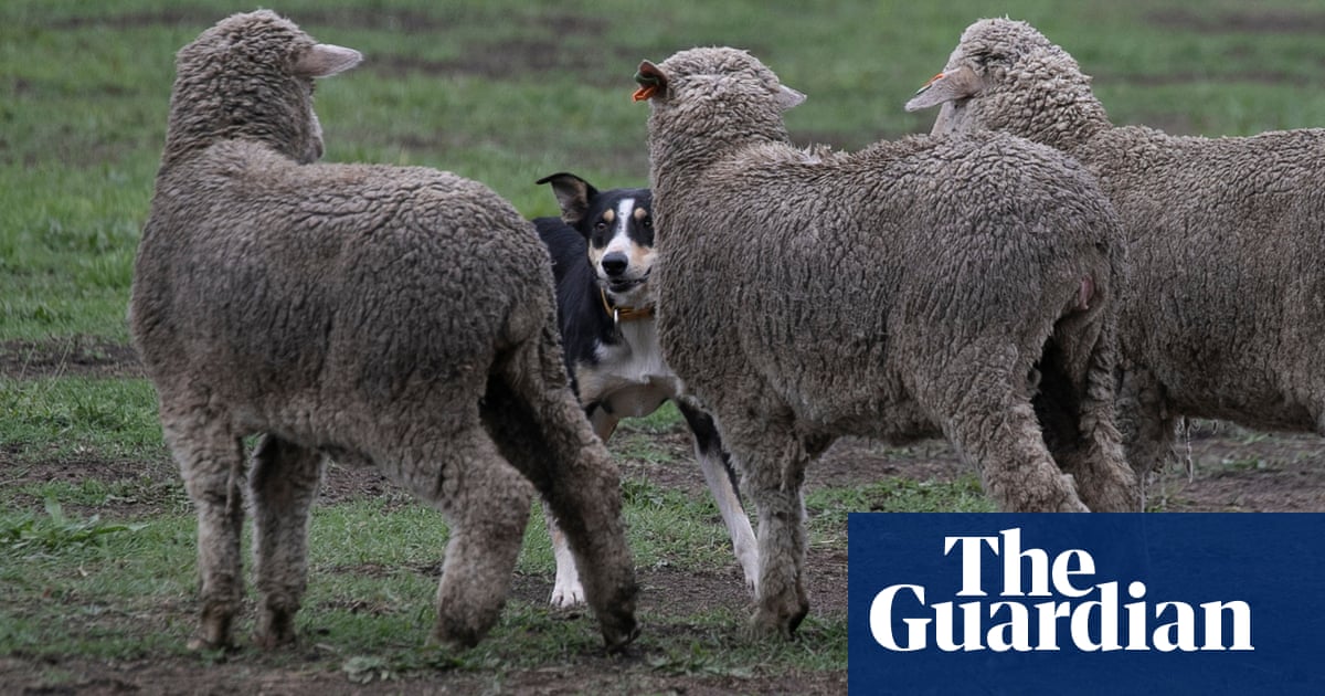 Dogs have their day at the National Sheep Dog Trials in Canberra