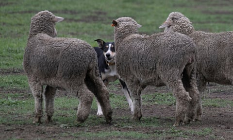 a dog and some sheep