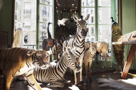 The Deyrolle taxidermy shop in Paris.
