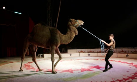 A trainer moves a dromedary during a show at the Cedeno Hermanos Circus in Mexico City.