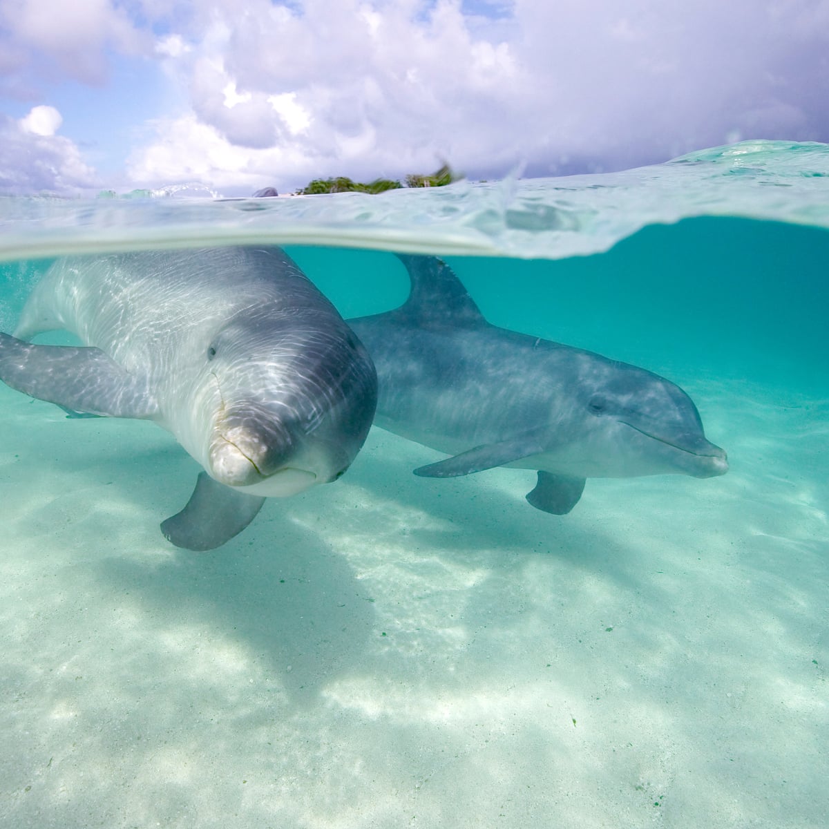 Dolphins 'shout' to compensate for human-made background noise ...