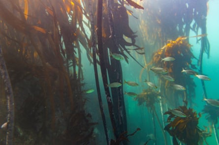 Fish swim in a kelp forest in the Indian Ocean