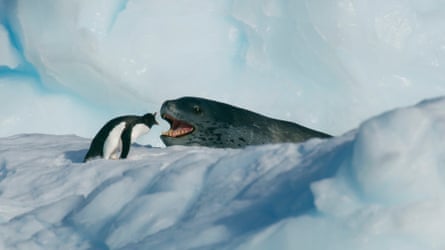 A gentoo penguin face to face with a leopard seal in the Antarctic