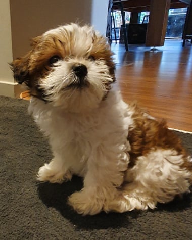 A brown and white maltelier puppy sitting on carpet in a house