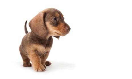 A little dachshund puppy. Honestly there is a question about dogs.