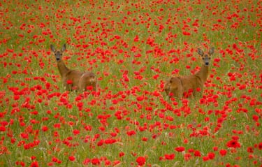 Roe by roe … two deer in the Bourne Valley of Wiltshire, UK.