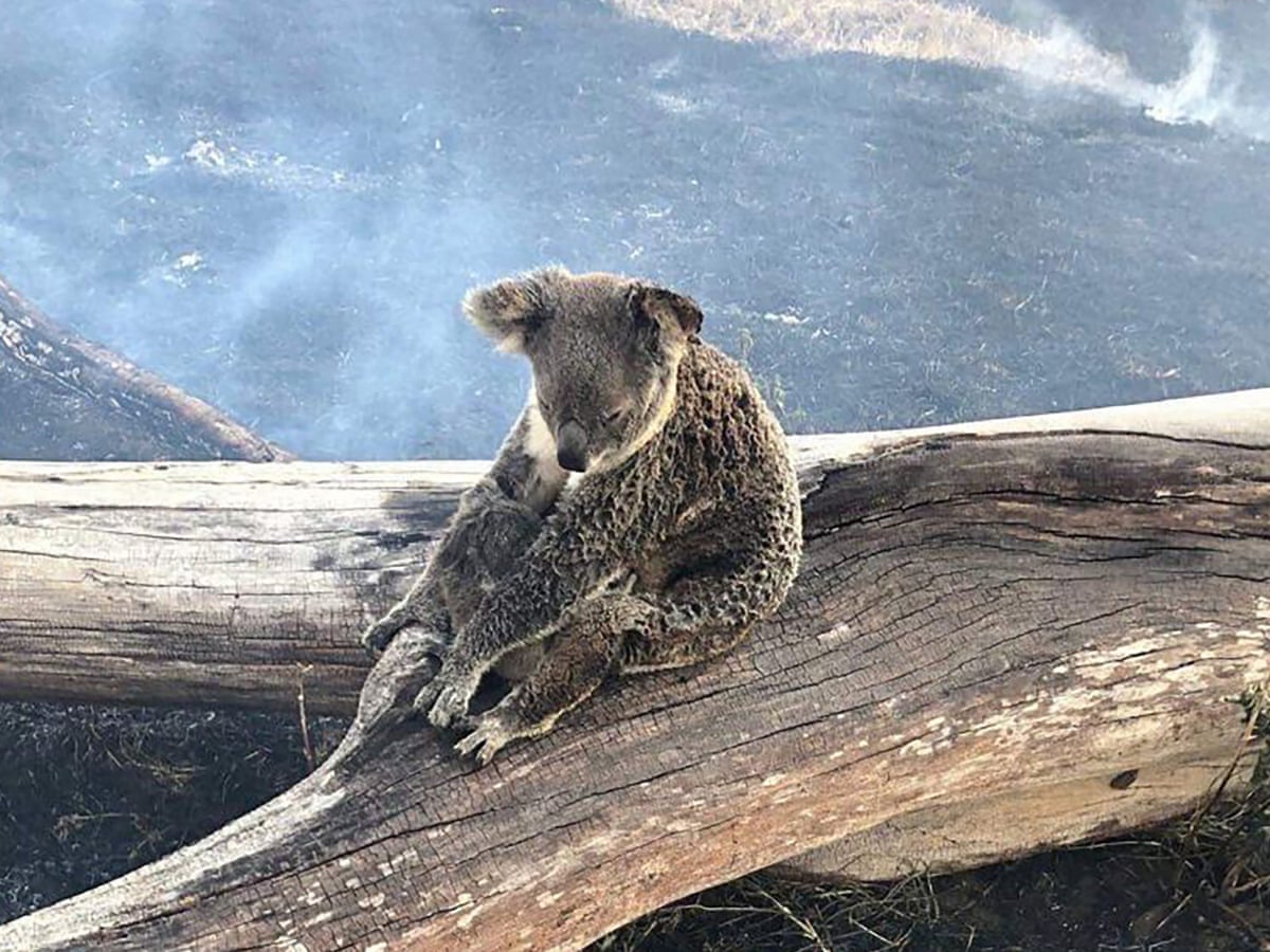 Like Nothing We Ve Seen Queensland Bushfires Tear Through Rainforest Australia News The Guardian