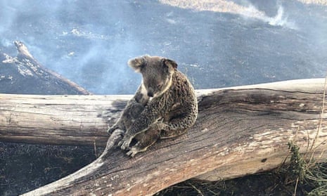 A koala and her joey rescued from the fires in the Gold Coast hinterland