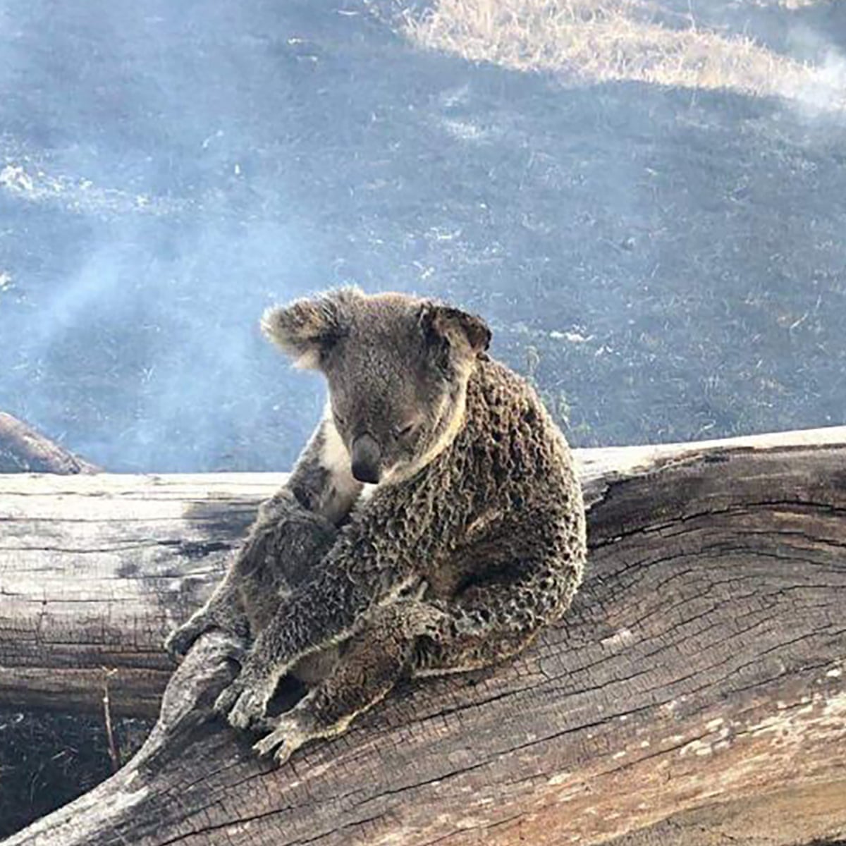 Nsw Fires So Destructive Thousands Of Koala Bodies May Never Be Found Ecologist Says Bushfires The Guardian