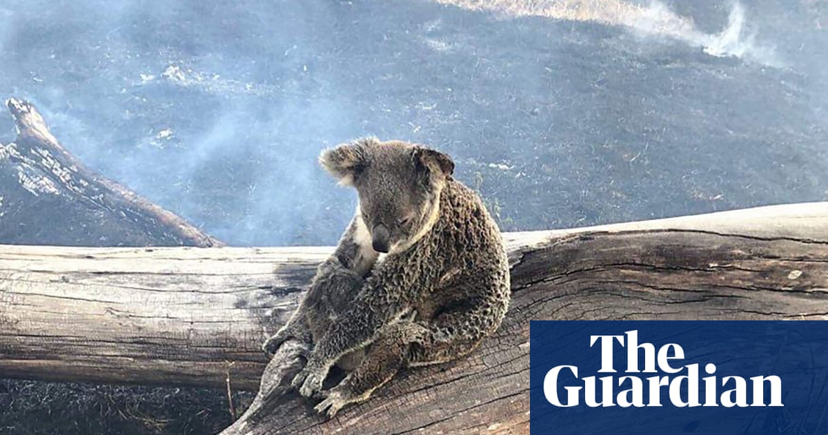 Nsw Fires So Destructive Thousands Of Koala Bodies May Never Be