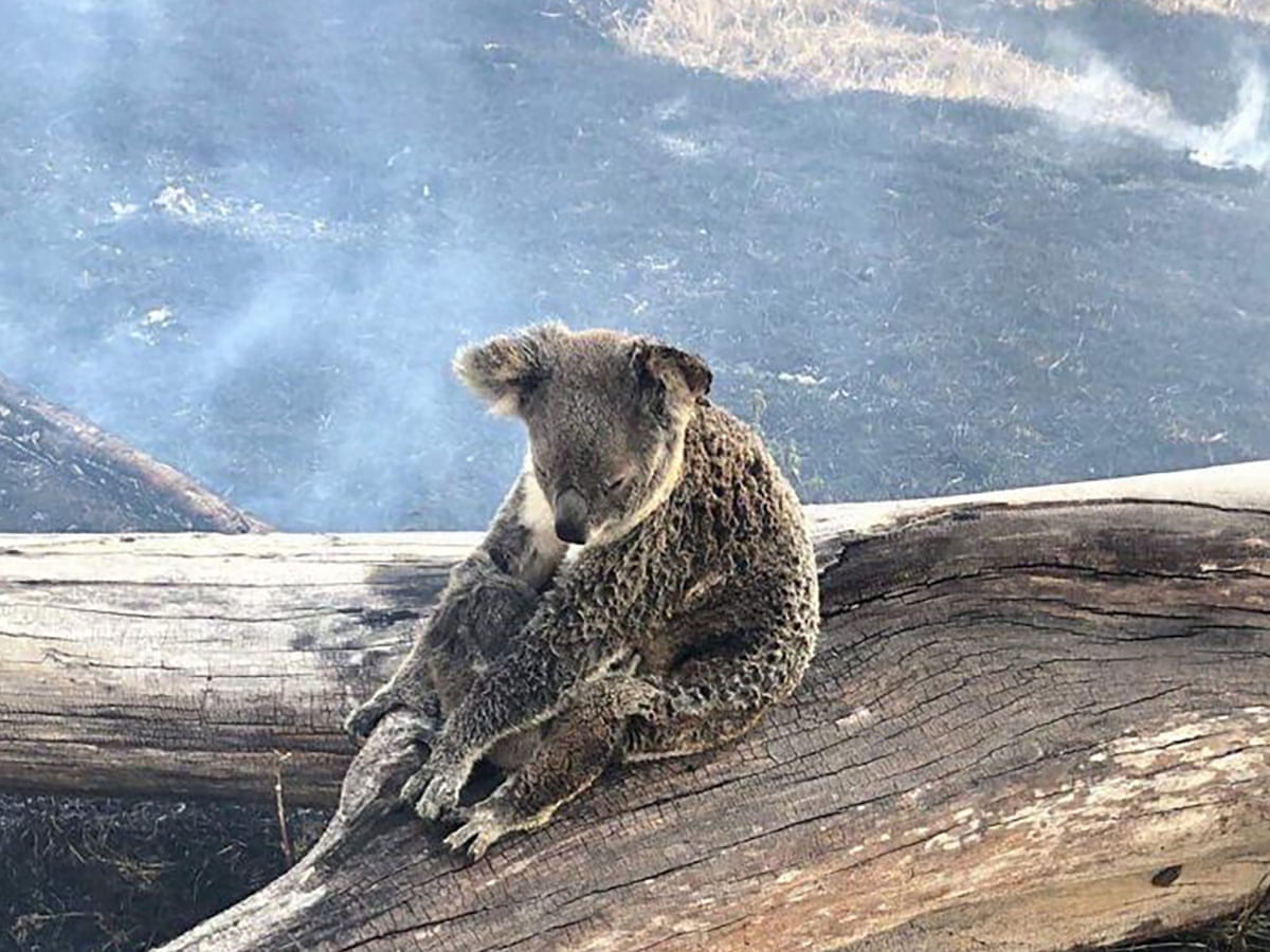 Nsw Fires So Destructive Thousands Of Koala Bodies May Never Be Found Ecologist Says Bushfires The Guardian