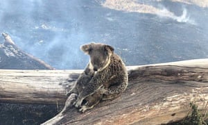 Image result for koala affected by fires"