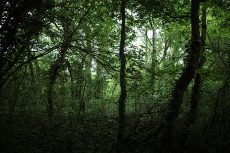 A dark, dense woodland