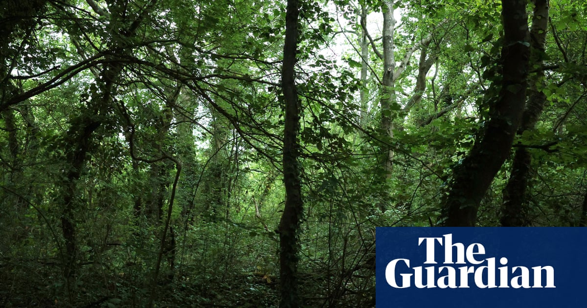 All the birdsong in the world in one sound': England's nightingale haven at risk from planning bill